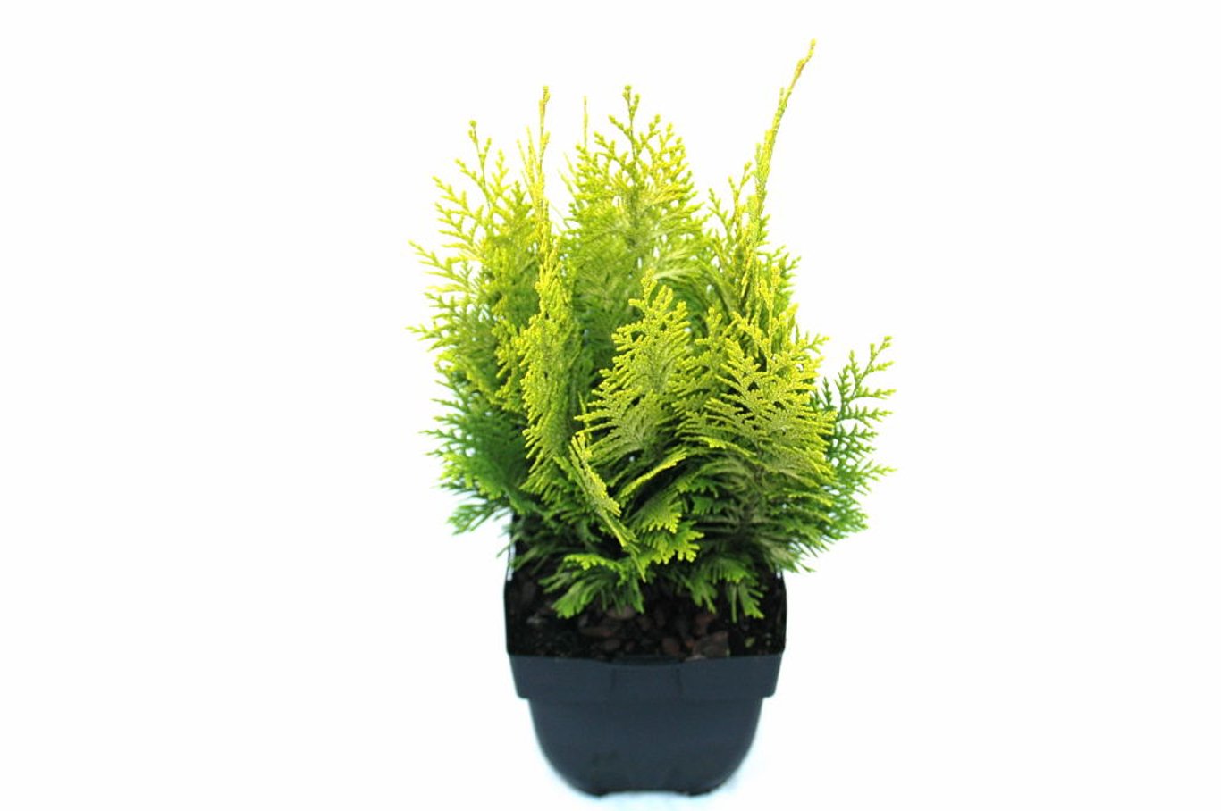 Chamaecyparis l. 'Ivonne' - C2